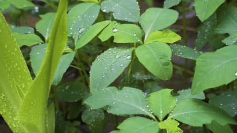 una sola gota de lluvia sale de una exuberante hoja verde, escena en tiempo real, toma estática