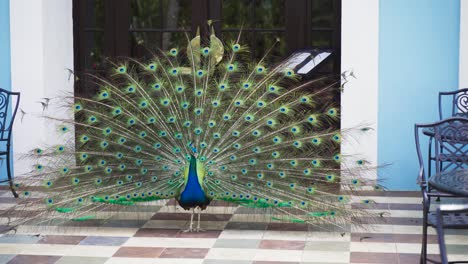 pavo real parado afuera de una cafetería