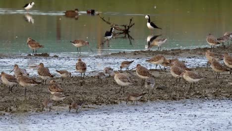 flock of godwit and red knot birds at miranda shorebird center, new zealand