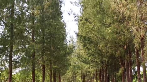 person walking along a path in a pine forest