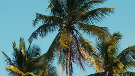 Nahaufnahme-Von-Kokospalmen-Unter-Blauem-Himmel-An-Einem-Warmen-Sommertag