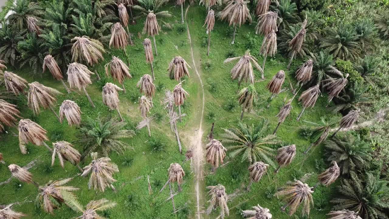 vista aérea de las ramas secas de las palmeras de aceite en malasia, asia sudeste.