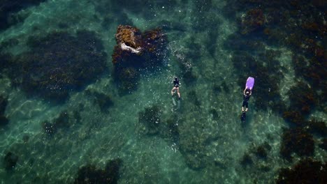 antena aérea pasando sobre un hombre y una mujer buceando a través de prósperas algas marinas en la reserva marina de la isla goat, nueva zelanda