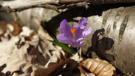 purple flower in the foreground next to a wood in the spring forest