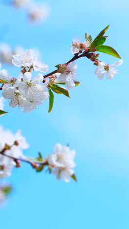 a bee on the flowers of a cherry branch against a bright blue sky. vertical video