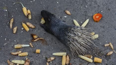 Big-porcupine-eating-vegetables-at-the-zoo,-Indonesia