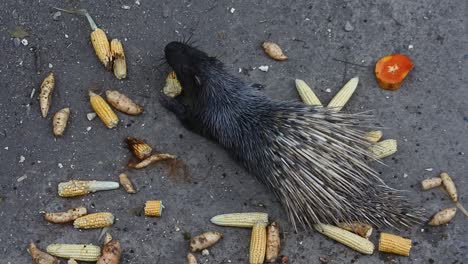 Gran-Puercoespín-Comiendo-Verduras-En-El-Zoológico,-Indonesia