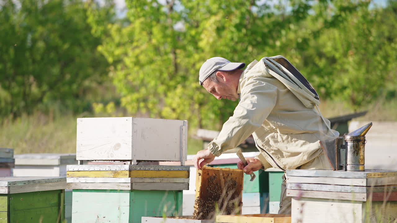 Calm apiarist looks at the frame coated with bees. Man turns the frame to the sun to check it better. Green trees at backdrop in blur.
