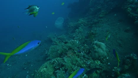 Gelbrücken-Füsilier-Fischexemplare-Schwimmen-Vor-Der-Linse-In-Zeitlupe