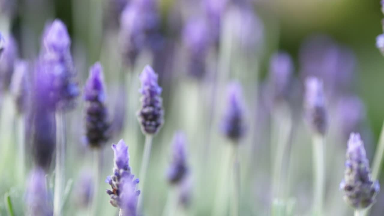 las flores de lavanda se balancean suavemente en la brisa