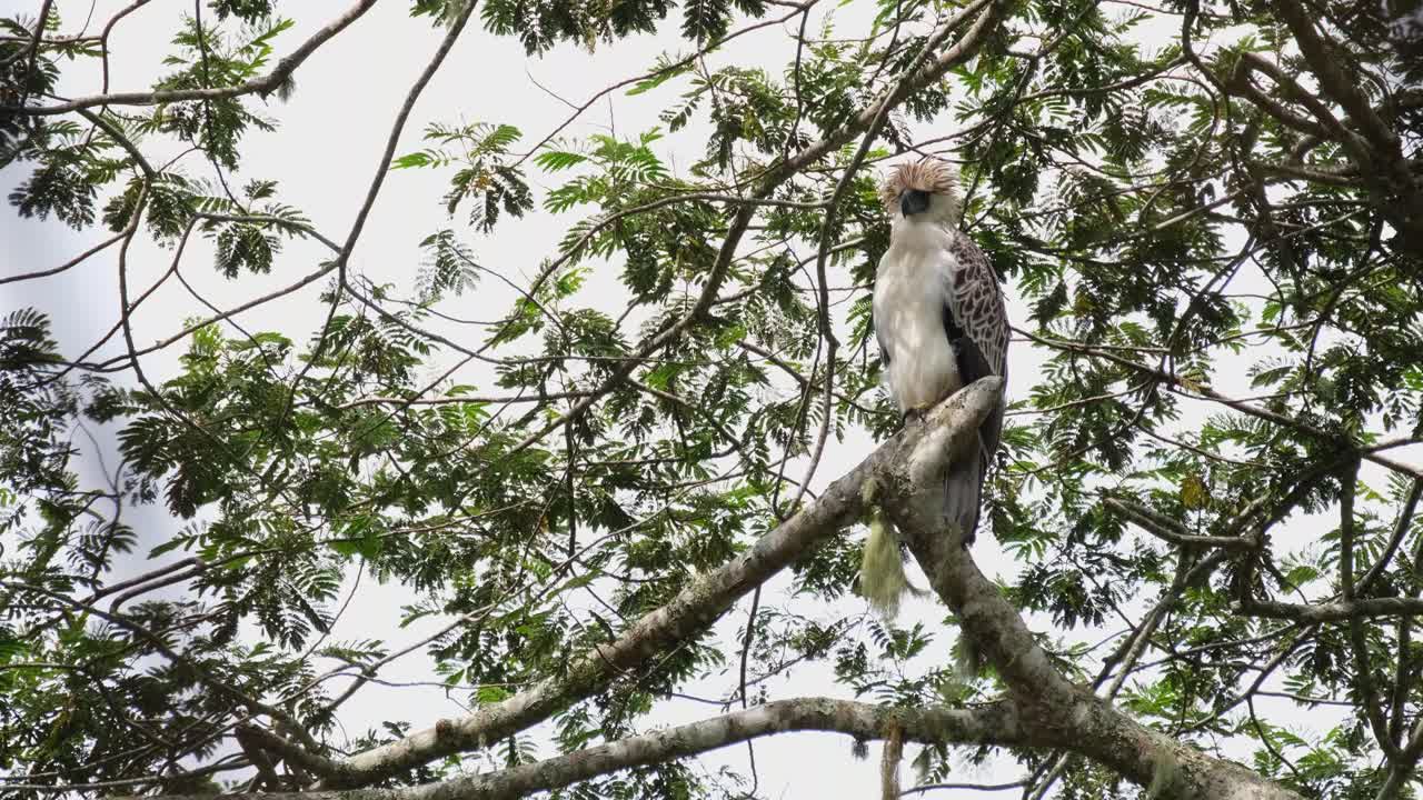 mirando a la derecha y a la izquierda durante mucho tiempo, águila filipina pithecophaga jefferyi, macho, filipinas
