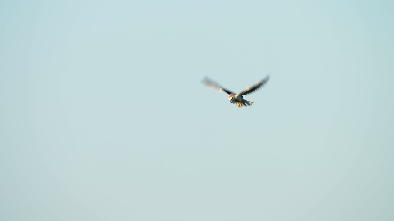 Black-shouldered Kite soaring above a field in search of prey