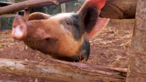 a close up shot of a pig sniffing with his snout while in a pig pen in africa