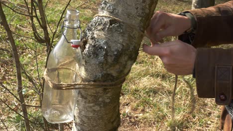 tying with rope a glass bottle to a birch tree to collect its sap during spring