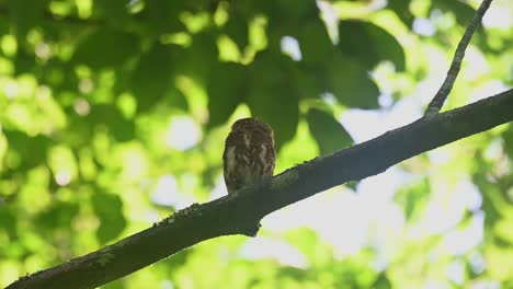 Collared-Pygmy-Owl,-Taenioptynx-brodiei,-Kaeng-Krachan-National-Park,-Thailand