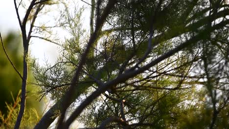 Sunset-illuminating-tree-branches-in-Portugal,-creating-a-captivating-close-up-view-of-nature's-beauty