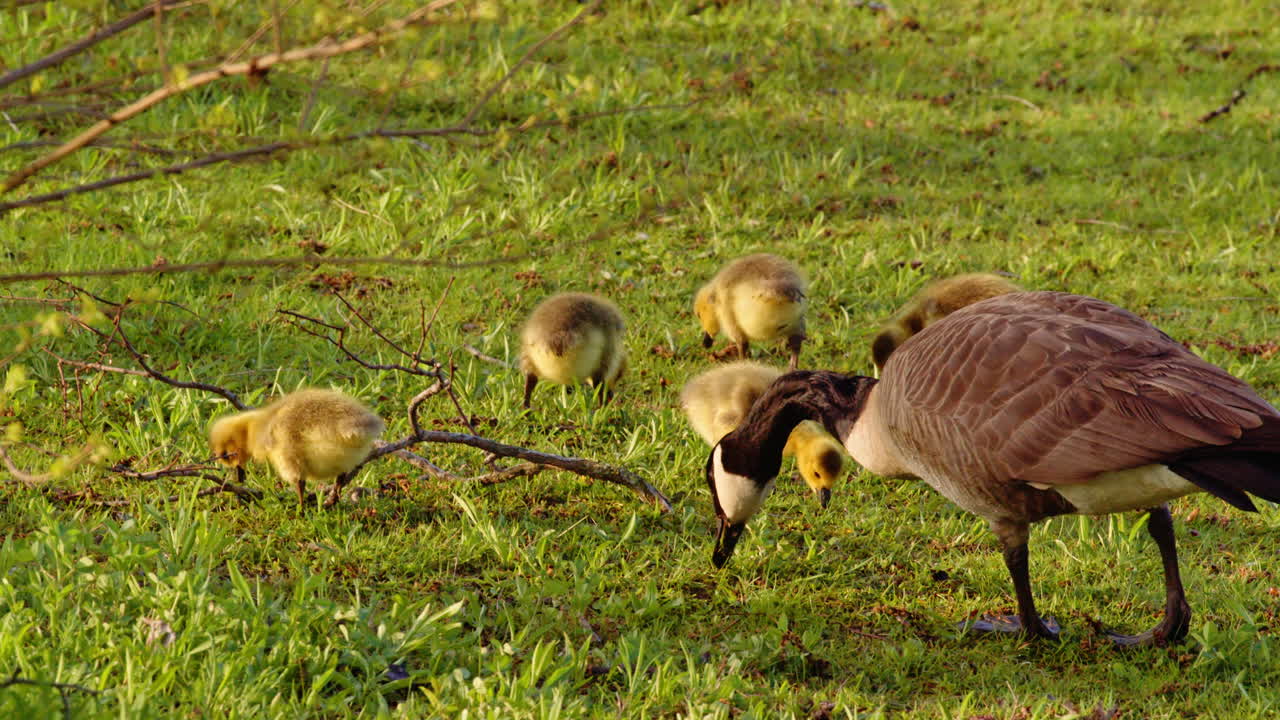 Newly hatched goslings of Canada geese begin to walk, feed, and swim in slow motion.