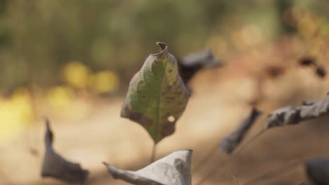 leaves on a forest log