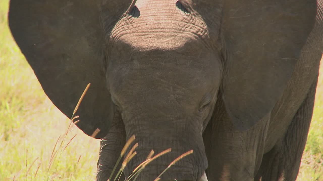 un elefante come hierba con su trompa en las llanuras africanas