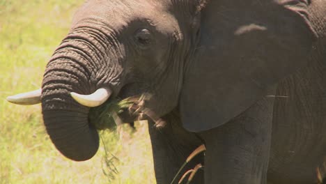 un elefante come hierba con su trompa en las llanuras africanas
