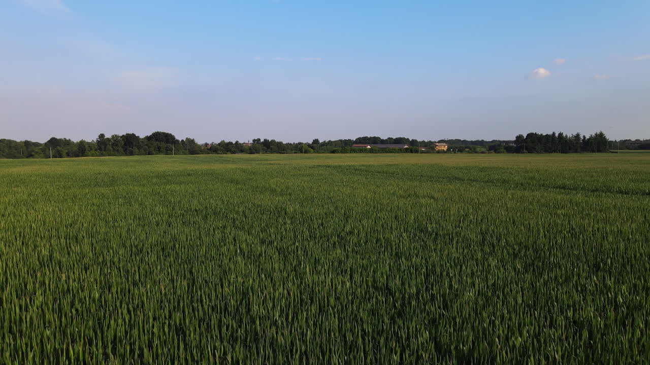 Green Corn Fields in Flat Farming Field