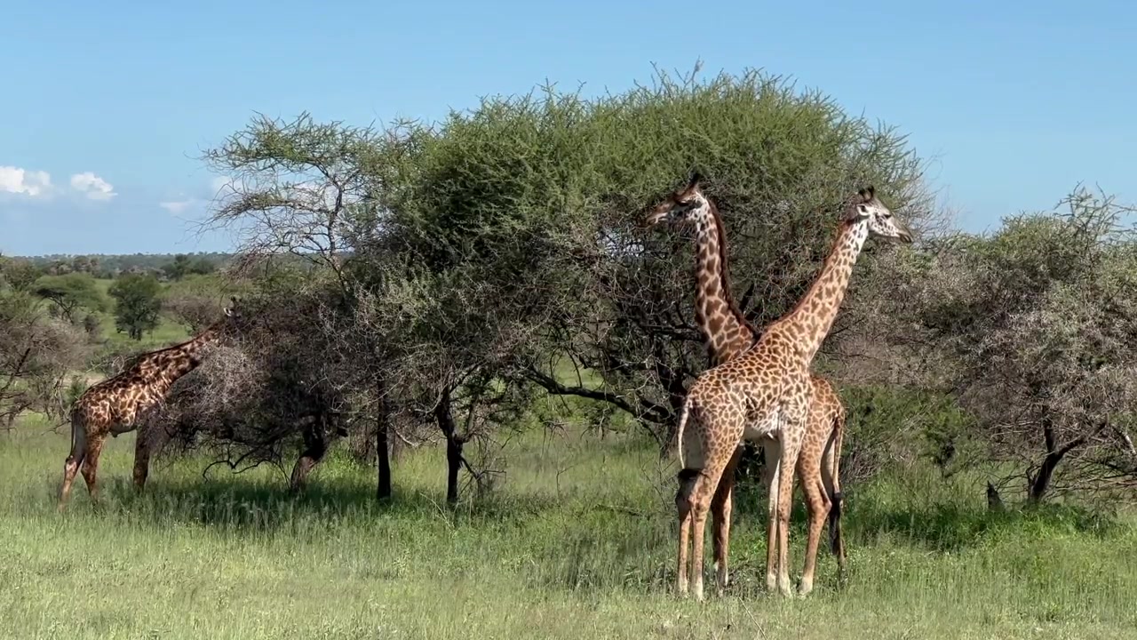 Due giovani giraffe masai maschi (Giraffa tippelskirchi) che imparano a combattere tra loro. Parco Nazionale del Serengeti, Tanzania