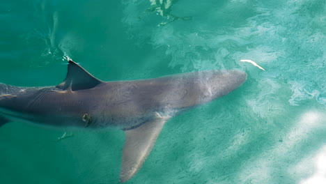 close-up view of bronze whaler shark cruising just under ocean surface