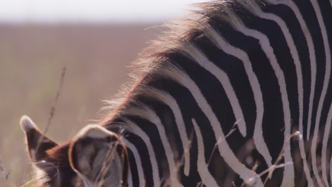 Grevy's Zebras head while grazing in savannah