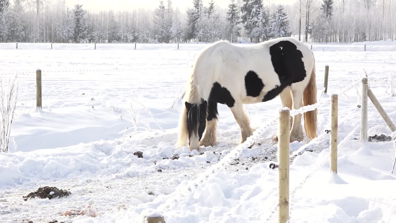 caballos en el paddock en invierno