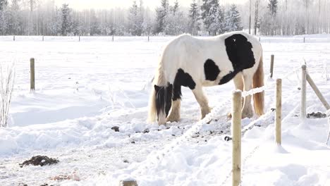 horses in the paddock in winter