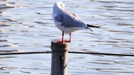 seagull movements on a wooden post over water