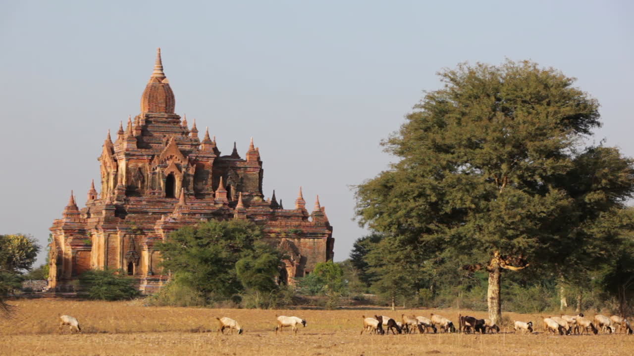 Pastori conducono i loro greggi vicino agli incredibili templi di Bagan, in Birmania (Myanmar)