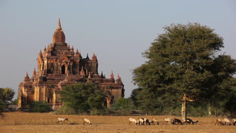 shepherds lead their flocks near the amazing temples of pagan bagan burma myanmar