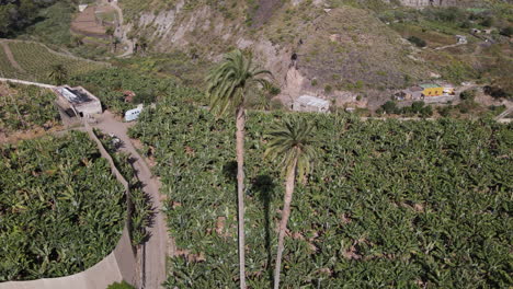 Aerial-view-in-a-circle-over-the-tallest-palm-trees-in-the-Canary-Islands-and-surrounded-by-large-banana-crops