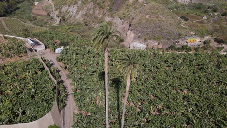 vista aérea en un círculo sobre las palmeras más altas de las islas canarias y rodeadas de grandes cultivos de plátanos