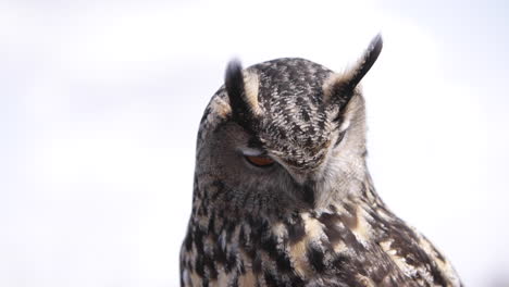 majestic eagle owl close up portrait