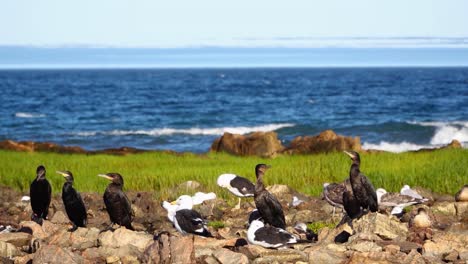 Cormoranes-Y-Gaviotas-En-Las-Grutas,-Rio-Negro,-Argentina---Plano-Medio