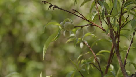 Olives-growing-on-tree-on-sunny-midday,-close-up-view