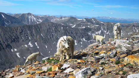 Cinematic-adorable-cute-baby-mountain-goat-sheep-family-parents-playing-at-the-top-of-mountain-peak-14er-Denver-Colorado-Mount-Quandary-Grays-Torreys-Breckenridge-wildlife-morning-blue-sky-Rockies