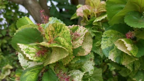 close up of leaves in a garden in thailand