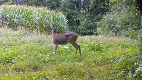 Whitetail-Doe-Está-Pastando-Con-Cautela-En-Una-Parcela-De-Alimentos-Y-Levanta-La-Cabeza-Para-Escuchar-Evaluar-El-Peligro-En-Una-Parcela-De-Alimentos-En-El-Medio-Oeste-Superior-A-Fines-Del-Verano