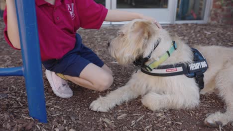 small child petting therapy dog lying down on mulch playground