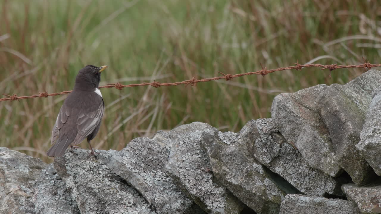 ring ouzel macho llamando y esperando a lo largo del muro de piedra en zonas de cría de tierras altas