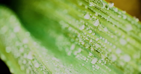 close up of waterdrops on plant leaves 2