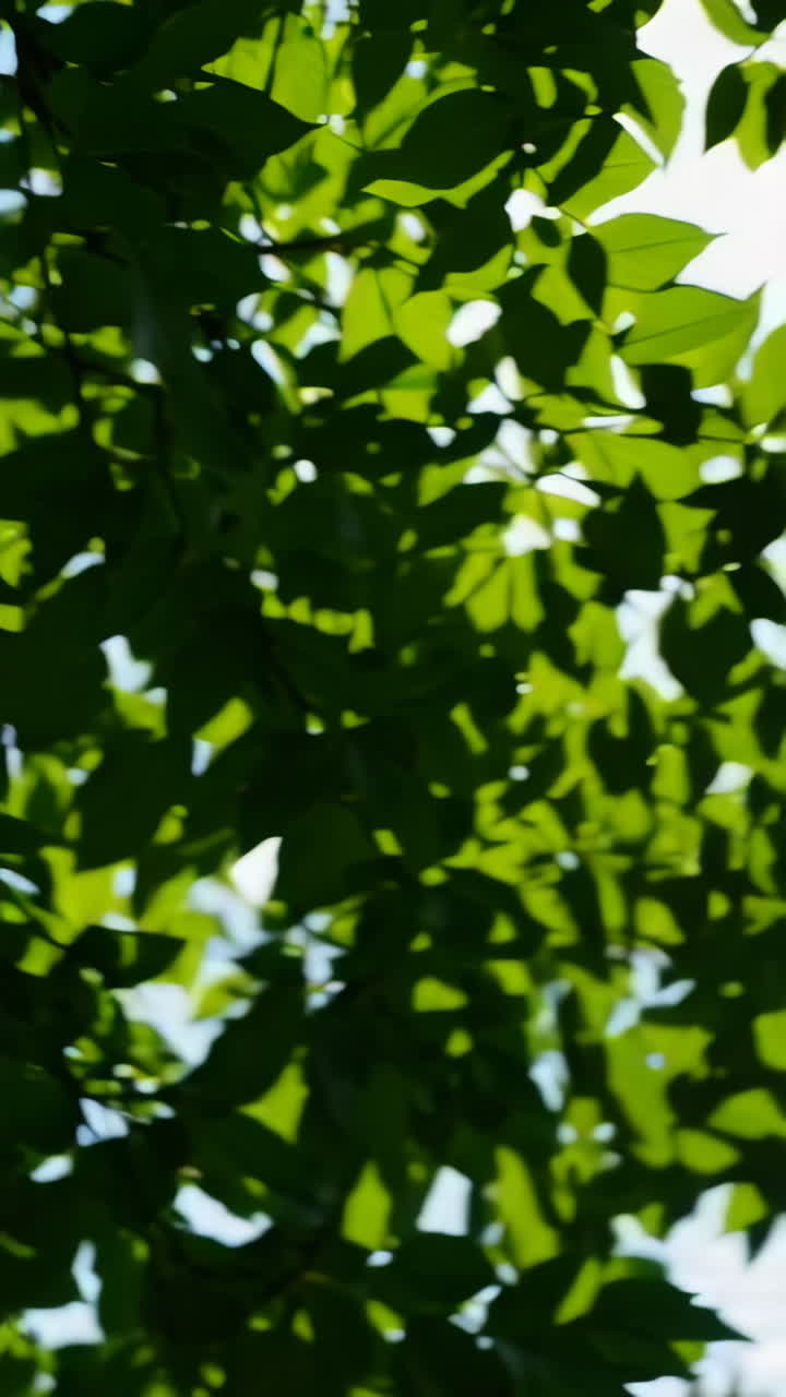 hojas y ramas verdes