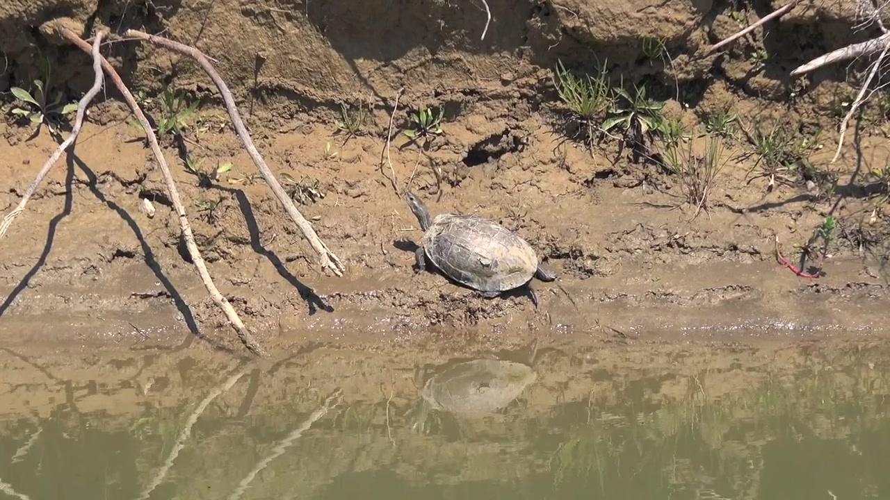 A Turtle Resting on the Muddy Bank of a River