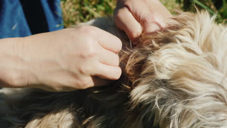 aplicando medicamento antipulgas al cachorro