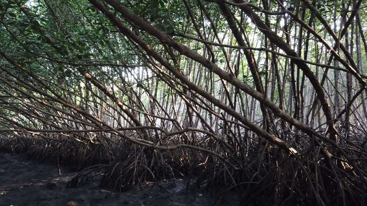 Panoramic Through Dense Mangroves Forest Area Branches Tangles and Roots with Sunlight Coming Through Natural Low Tide Scenary, Bali Indonesia, Southeast Asia