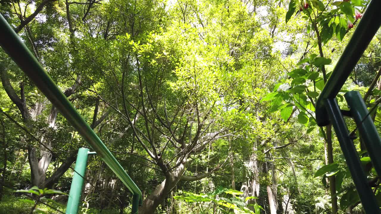 Zoom out from close-up green leaves revealing a forest environment under direct sunlight