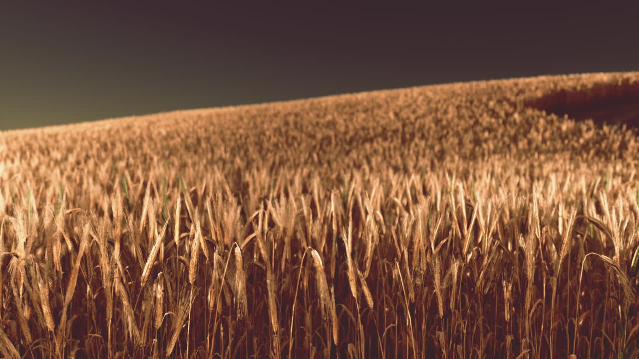 el campo de trigo dorado al atardecer